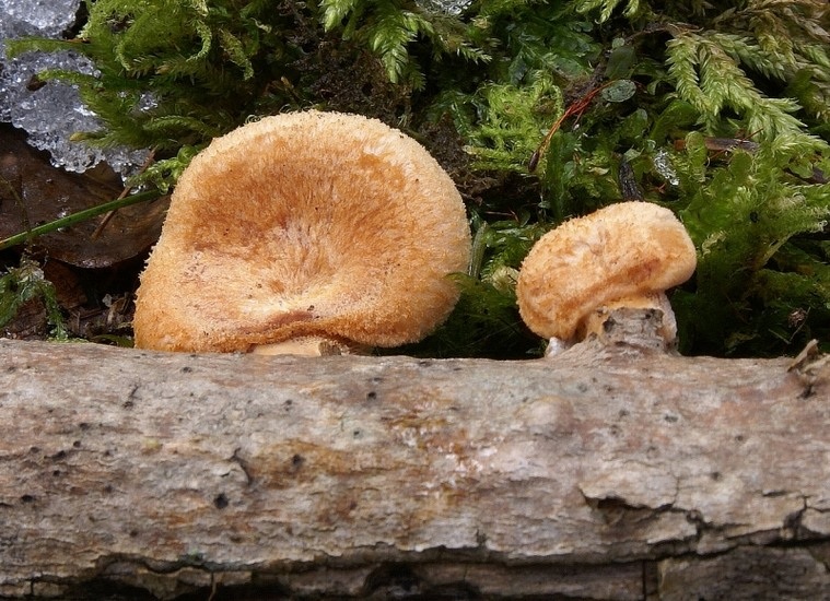 Polyporus alveolaris? (Polyporus alveolaris)